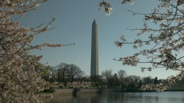 morgendliche-Aussicht-von-Kirschblüten-und-das-Washington-monument