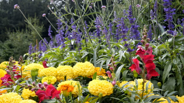 Cama-de-flores-en-el-parque-de-la-colina-de-Canon,-Birmingham.