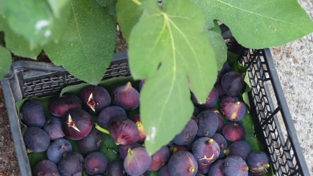 Harvesting-figs