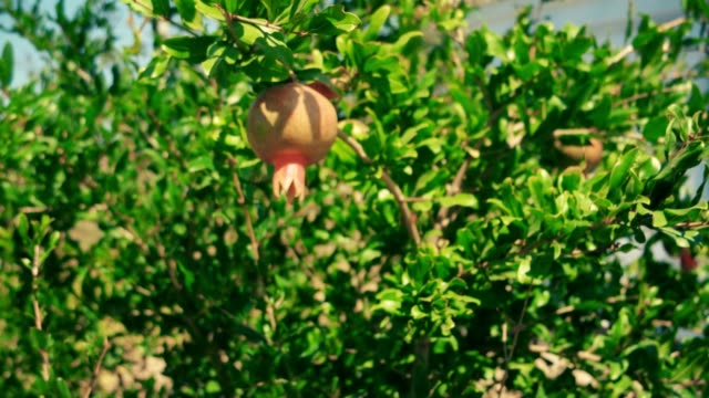Pomegranate-Fruit-On-Tree-Moving-On-Wind