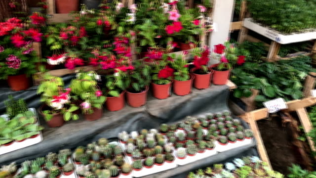 Montón-de-flores,-mercado-de-flores,-flores-de-colores-en-la-tienda,-mercado,-tienda-de-la-flor-de-4-k,-cactus,-él-como-una-jugosa,-suculenta,