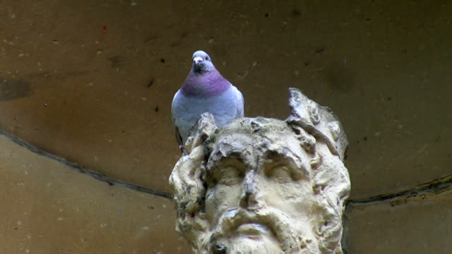 Pigeon-bird-sitting-on-classic-statue-head