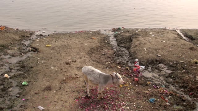sacred-young-cow-on-polluted-Ganges-river-coast,-Varanasi,-India
