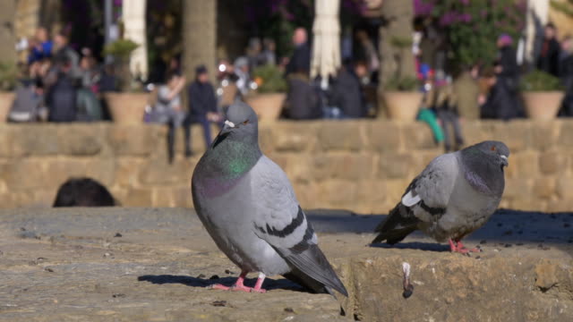 Día-soleado-en-el-parque-güell-en-barcelona-España-pigeon-4-K