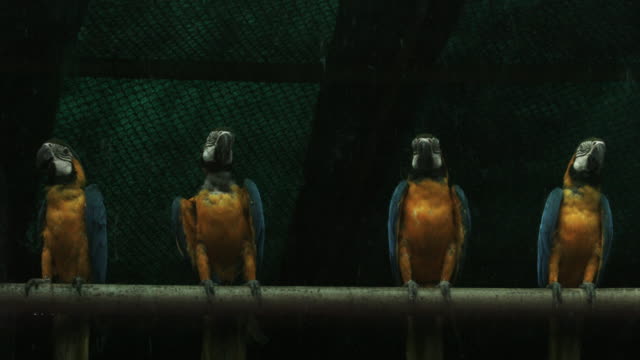 Ruht-auf-Aufnahme-von-Blau-und-Gelb-mit-lebhaften-Aras-(Ara-ararauna)-Käfig-in-einem-zoo,-National-Zoological-Park,-Delhi,-Indien
