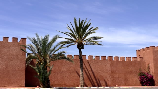 Red-wall-and-palm-tree