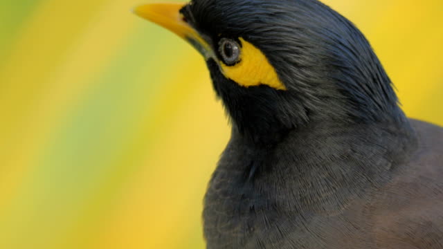Pájaro-mynah-negro-y-amarillo