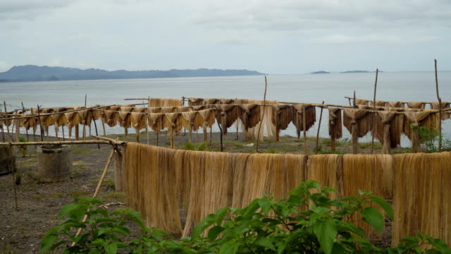 Drying-palm-fibers