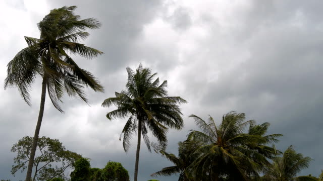 Strong-winds-shook-the-Coconut-palm-trees-before-a-storm-in-rainy-season-of-Thailand.