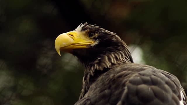 Close-Up-del-águila-en-el-parque-zoológico