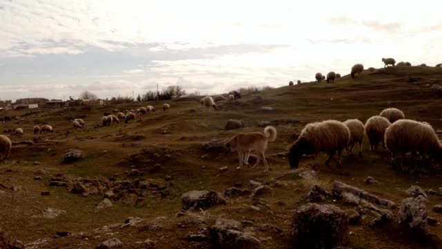 Schäferhund-und-Schafherde-auf-dem-Hügel-und-Ruinen