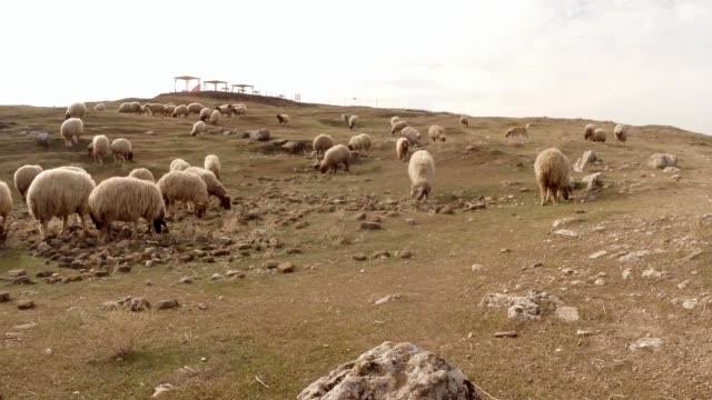 un-rebaño-de-ovejas-y-un-perro-en-una-colina-sobre-las-ruinas-de-una-antigua-fortaleza