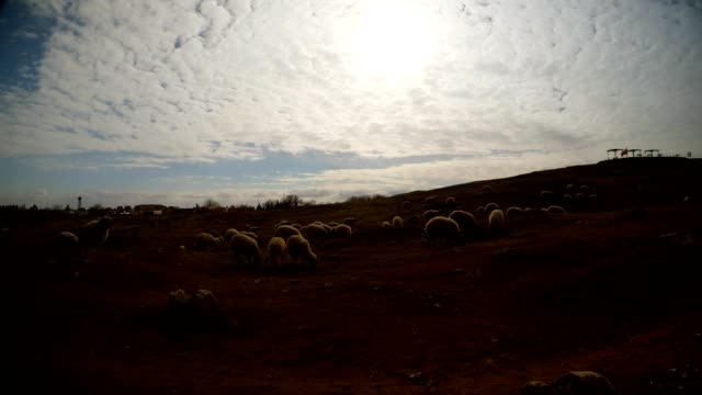 fold-Long-haired-sheep-under-the-evening-sun-East-of-Turkey,-border-with-Syria