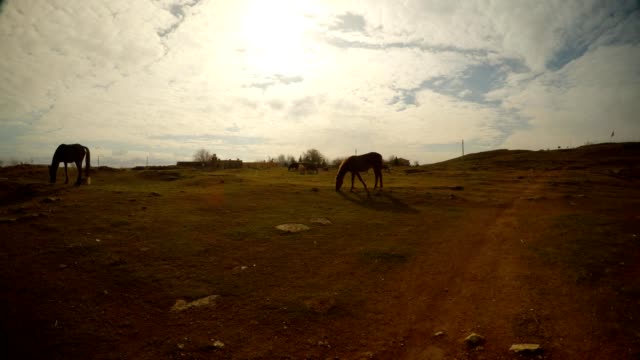 caballos-pastan-en-la-frontera-de-noche-sol,-este-de-Turquía,-con-Siria