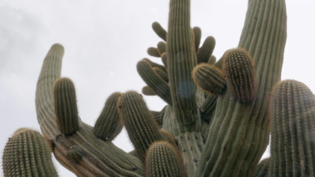 Cactus-Saguaro-grande-en-un-árido-desierto