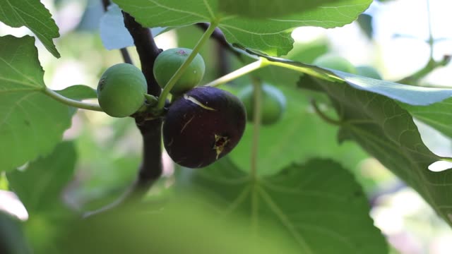 Ripe-common-figs-and-fig-leaves.-Dark-and-green-figs