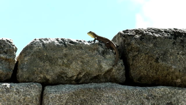 machu-picchu-lizard-close-up-zoom-in