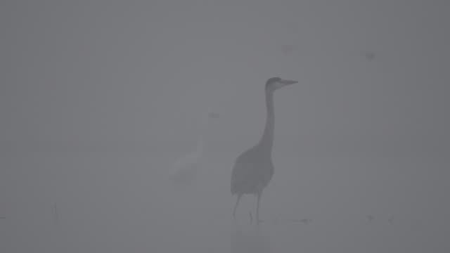 Gray-heron-in-misty-morning