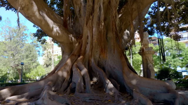 Gran-Ficus-en-Valencia-o-Banyan-Tree-es-enorme-árbol-en-España