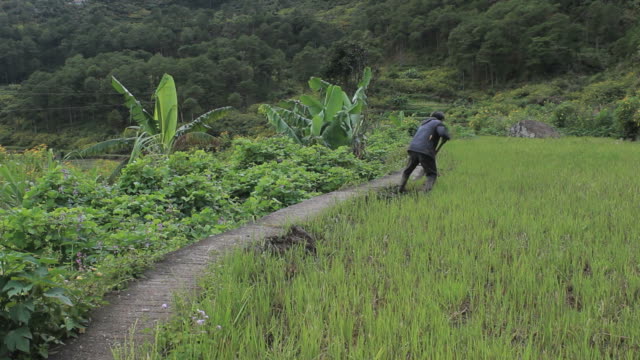 Farmer-trabajando-en-Rice-campos-de-las-Filipinas