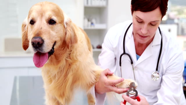 Veterinarian-cutting-dogs-nails