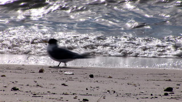 Vögel-am-Strand