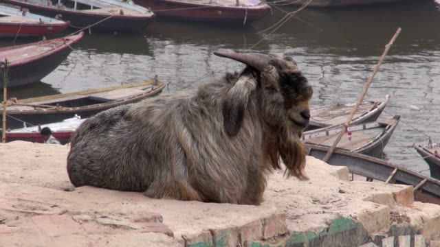 Cabra-sobre-la-costa-del-río-Ganges-en-varanasí,-India