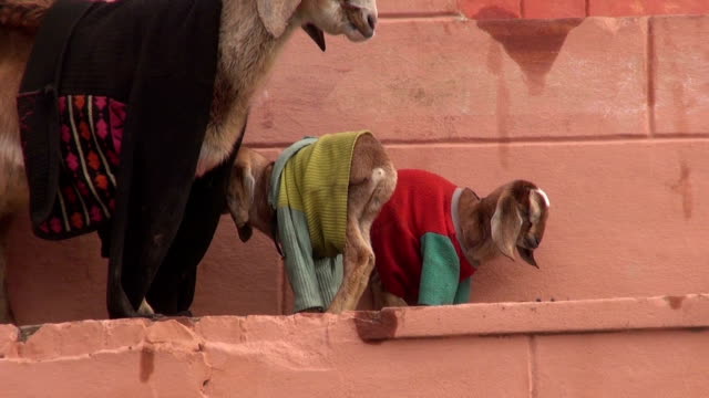 Cabra-madre-con-dos-goatling-en-varanasí-street,-India