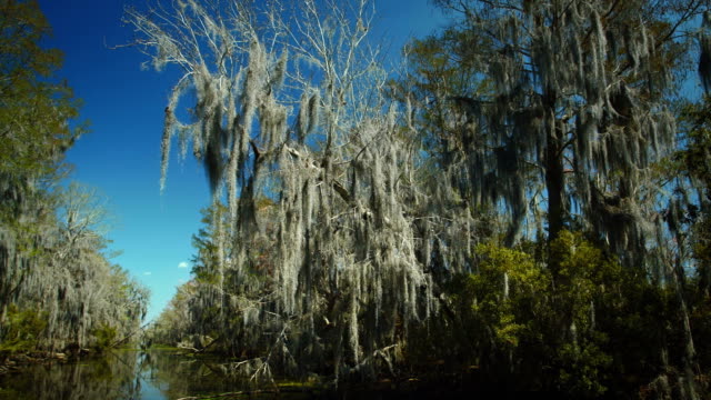 New-Orleans,-March-2014:-A-Branch-filled-with-spanish-moss-in-the-Bayou