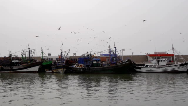 barcos-de-pescadores-con-vuelo-gaviotas-de-essaouira,-Marruecos