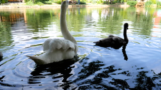 Cruel-treatment-with-wild-animals,-bird-with-Trimmed-wings-swim-In-lake,-white-swan-Can-not-fly,-avians-swim-in-river