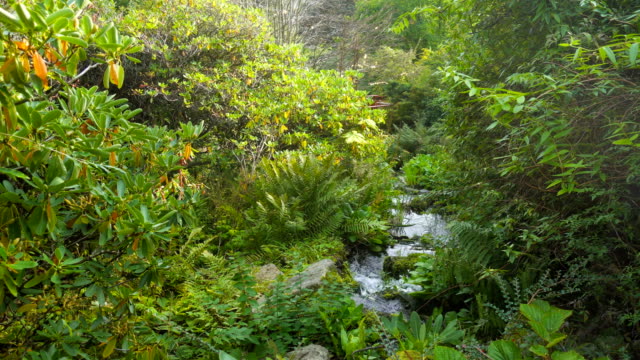 Stream-in-Royal-Botanic-Garden-of-Edinburgh