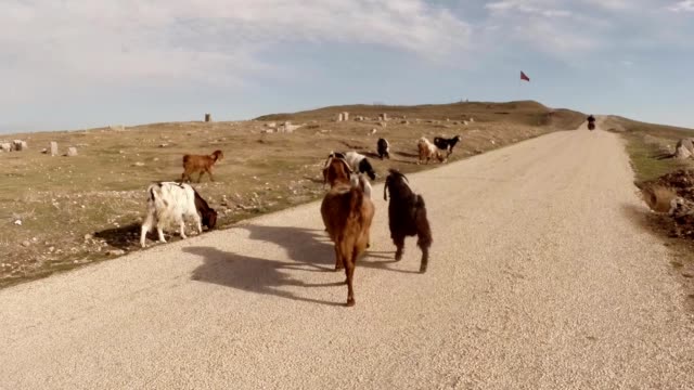 POV-someone-follows-a-herd-of-goats-on-the-road-to-the-wasteland-in-place-of-the-old-fortress