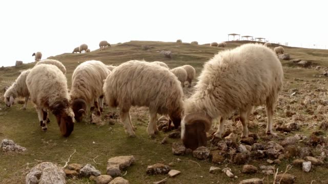 hängeohrigen-behaarte-Schafe-grasen-auf-einem-Hügel-im-Osten-der-Türkei,-Grenze-zu-Syrien