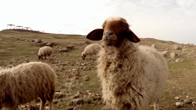 ovejas-de-pelo-corto-posando-en-cámara-en-colina-pedregosa