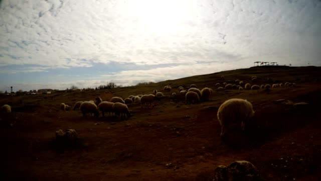 Schafe-in-der-Abendsonne-auf-einem-Hügel-nahe-der-Grenze-zwischen-der-Türkei-und-Syrien