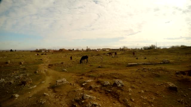 un-caballo-en-un-erial-pedregoso,-cerca-de-la-frontera-entre-Turquía-y-Siria