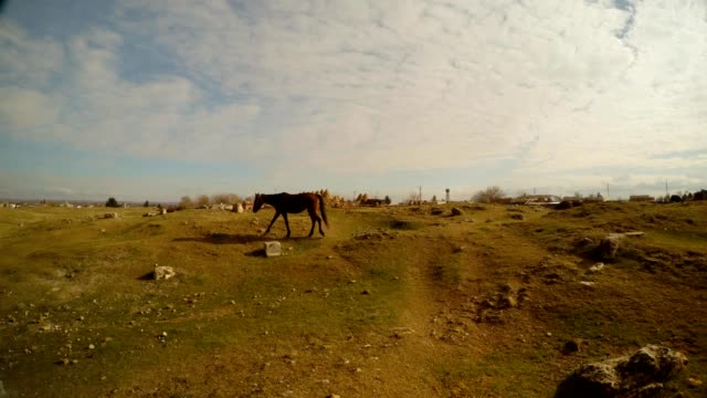 ein-einsames-Pferd-wandert-entlang-der-grünen-steinigen-Feld-in-der-Ferne,-im-Osten-der-Türkei,-die-Grenze-zu-Syrien