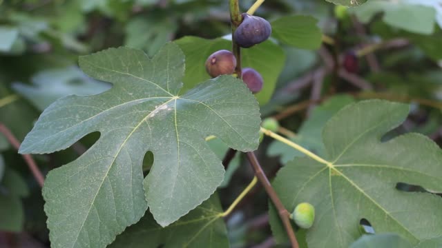 Fig-tree-with-dark-fruits.-Black-Mission-Figs