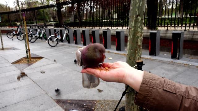 Aves-en-las-calles-de-Madrid,-palomas-y-gorriones.-Personas-alimentan-aves-de-manos.