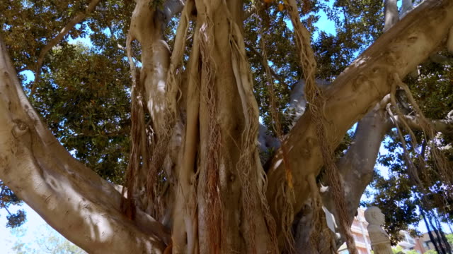 Big-ficus-in-Valencia-or-banyan-tree---is-huge-tree-in-Spain