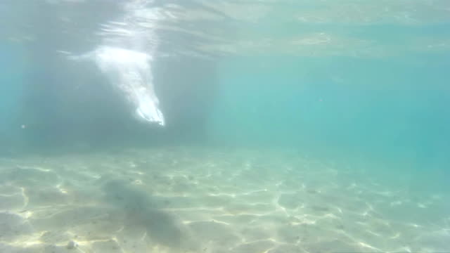 Buceo-en-el-exótico-mares