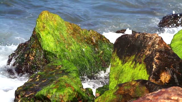 Ocean-water-with-algae-and-rocks