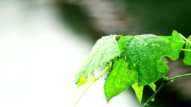 Wet-Leaf-of-a-Bush-After-Rain
