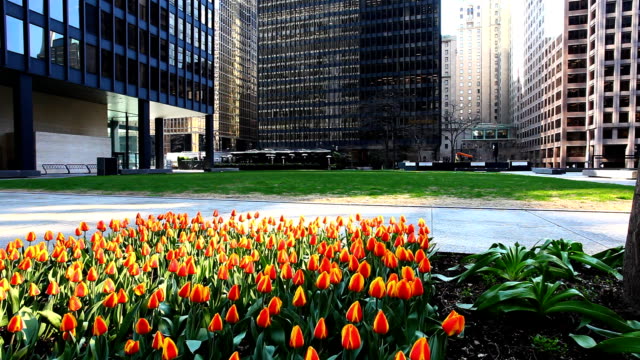Tulipanes-de-primavera-en-el-centro-de-la-ciudad