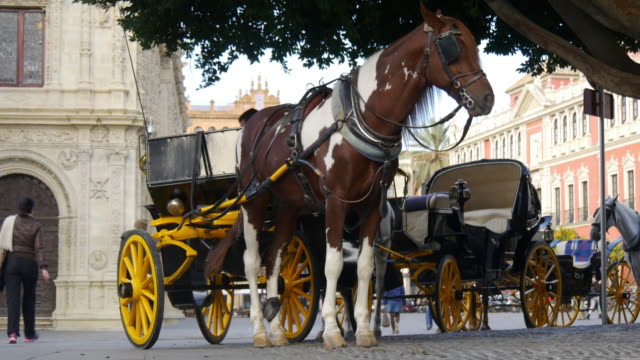 Sevilla-Plaza-Pferdewagen-Tourist-Fahrt-4-k-Spanien