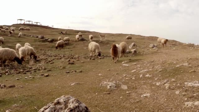 lindo-ovejas-camina-más-allá-de-la-cámara-entre-los-rebaños-en-una-colina-en-ruinas