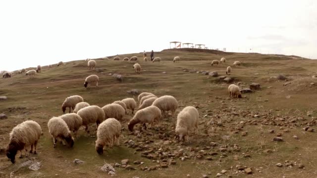 ovejas-de-pelo-corto-y-las-mujeres-árabes-en-la-distancia-al-sur-de-Turquía,-frontera-con-Siria