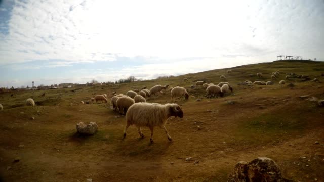 rebaño-de-ovejas-de-pelo-corto-en-una-colina-pedregosa-en-sur-de-Turquía