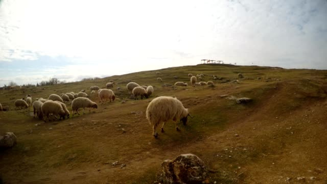 ovejas,-hierba-de-la-roedura-en-la-frontera-de-Cerro,-este-de-Turquía,-con-Siria